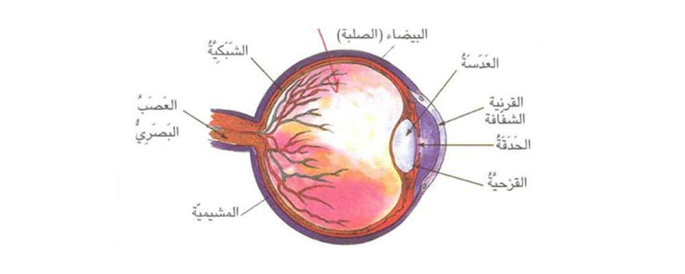 الترکيب التشريحي لعين الإنسان