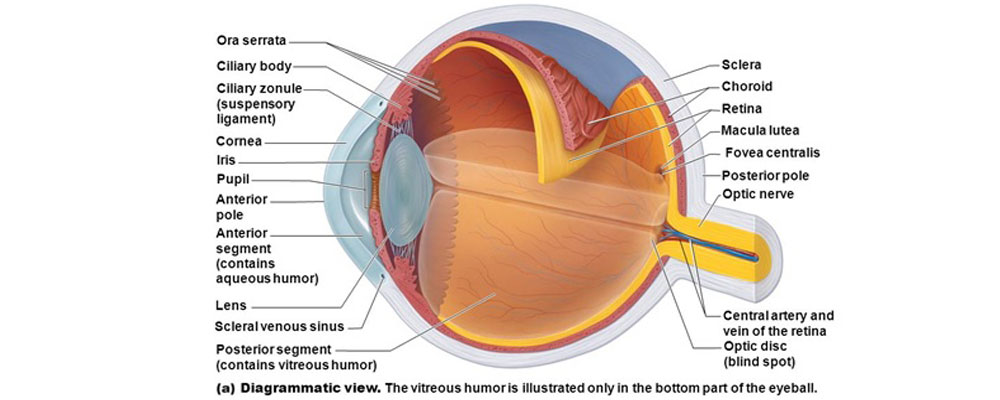 ساختار چشم طبیعی
